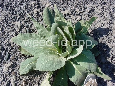 mullein, common